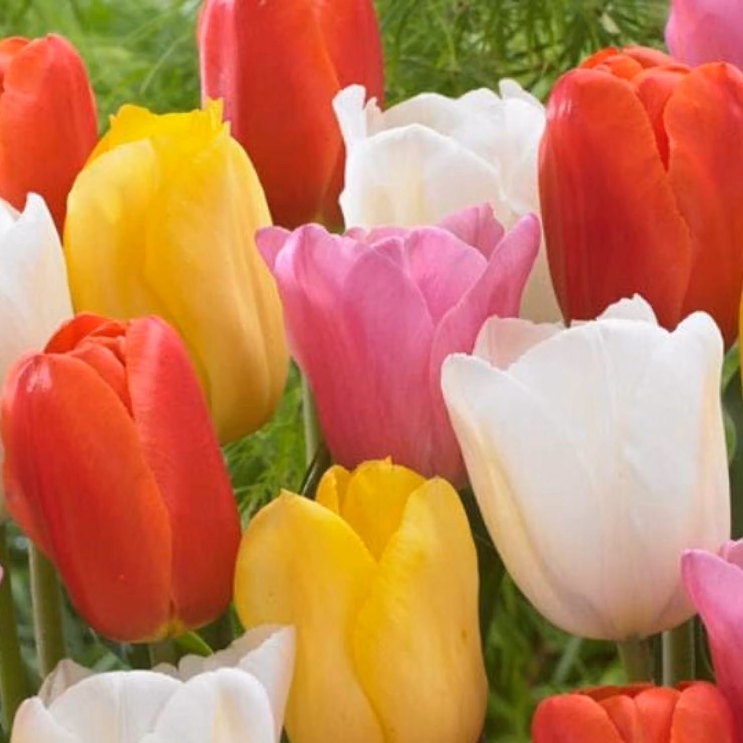 Bulbi di tulipano resistenti al freddo, perenni - Collezione economica - 50 bulbi di fiori - Piante esclusive provenienti dall'Olanda - Bulbi di tulipano per giardino, vasi e balcone (bulbi grandi, senza semi, non trattati artificialmente)