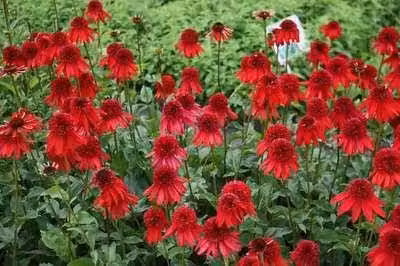 6 x Echinacea purp. 'Eccentrica'® - Sonnenhut - Topf 9 x 9 cm