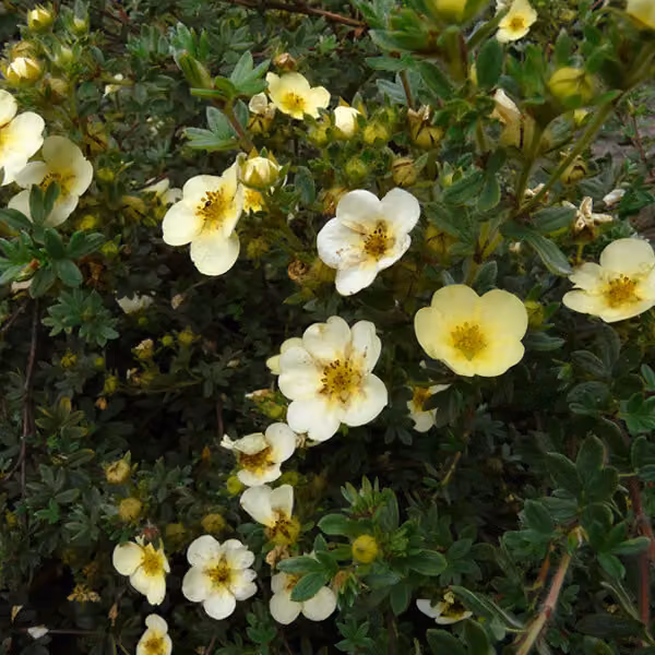 2 piante di potentilla fruticosa 'Primrose Beauty' | Altezza: 25-30 cm, in vaso