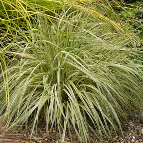 6 piante di Molinia caerulea 'Variegata' (erba a spighe striata) | Vaso da 9x9 cm