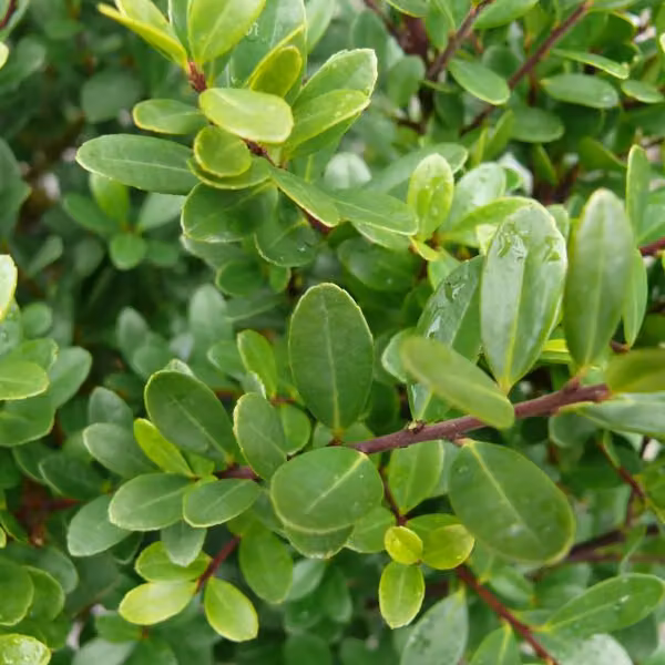 Löffel-ilex - Ilex crenata 'Dark Green' | 40-60 cm in vaso
