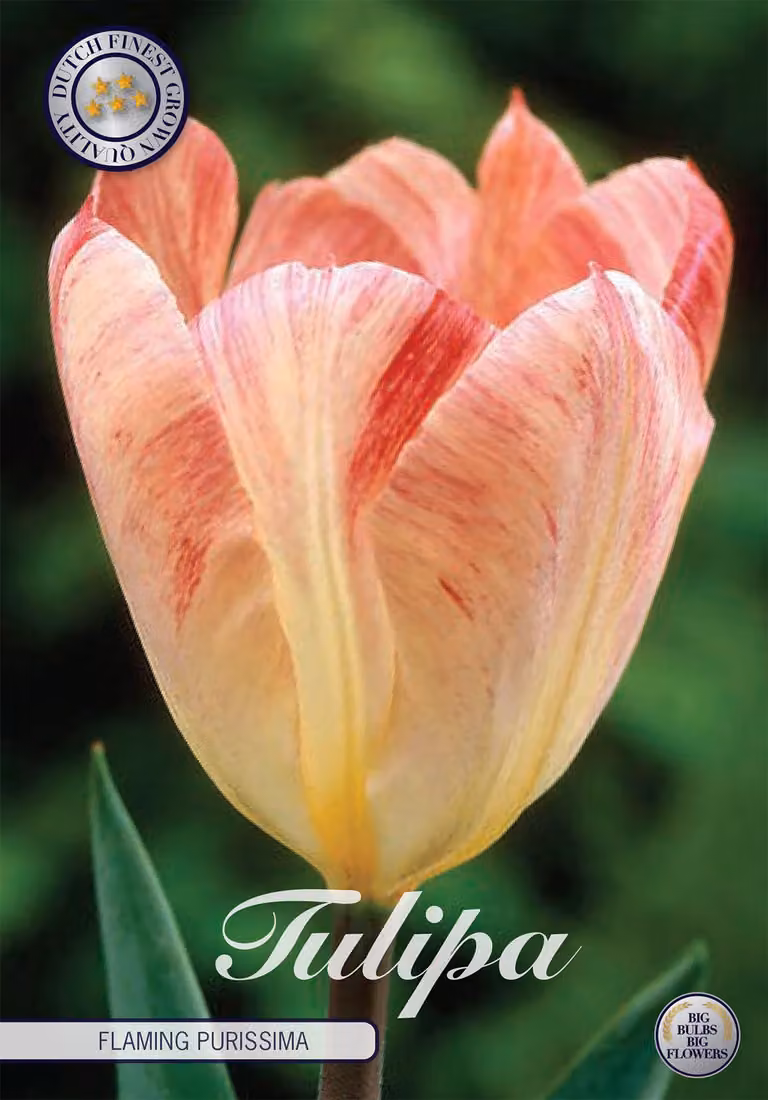 Tulipani Flaming Purissima (10 pezzi) | Bulbi di tulipano di Sam van Schooten