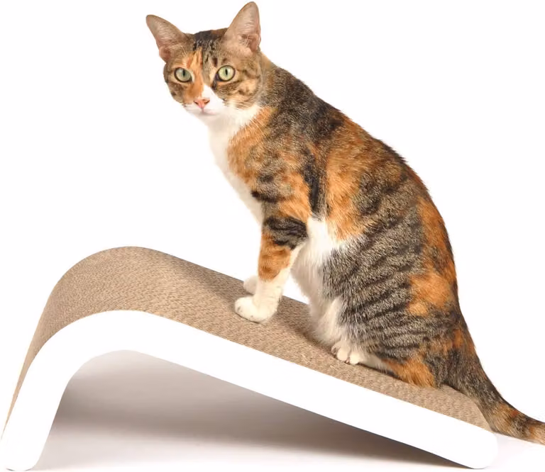 Albero per gatti, con struttura inclinata, angoli regolabili, contenente erba gatta, realizzato in cartone, adatto ai gatti