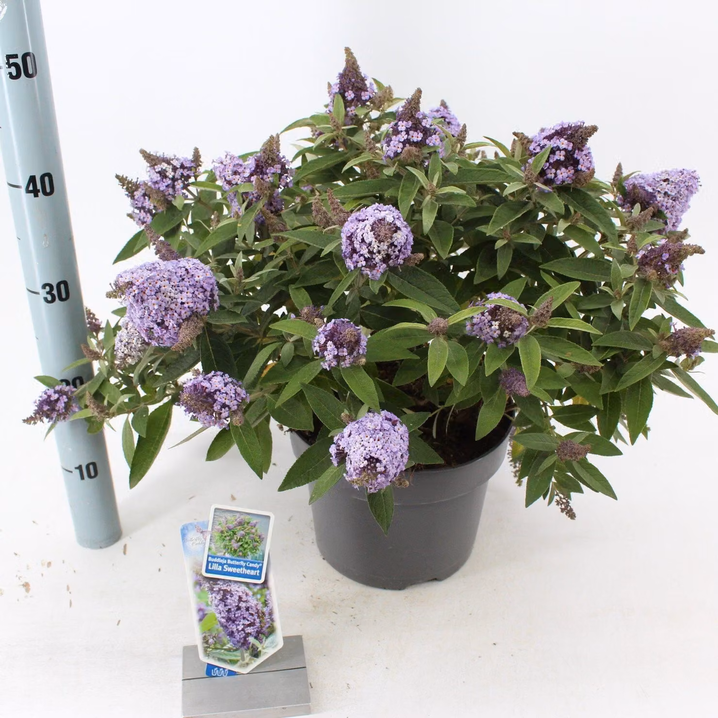 Buddleja dav. Butterfly Candy Little Sweetheart 25-30 cm Butterfly lilac Summer lilac - Lilac spear