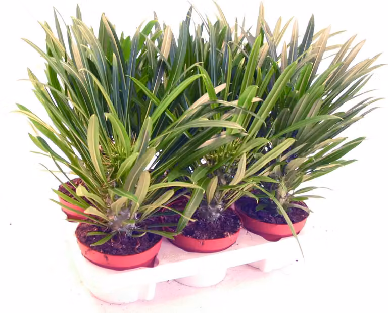 Pachypodium lameri - Vera palma del Madagascar - vaso da 12 cm