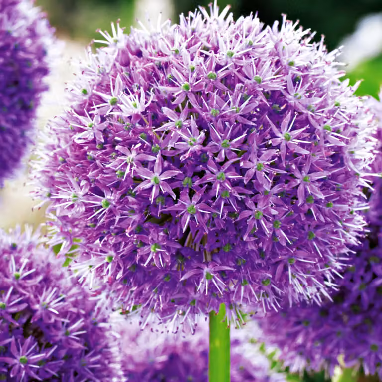 Bulbi da fiore Bulbi Porro ornamentale Allium Sua Eccellenza 1 pz.