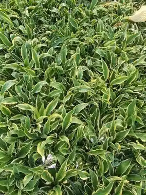 6 x Hosta hybr. 'Wolverine' - Hosta - vaso 9 x 9 cm