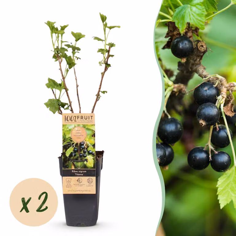 Ribes nigrum Titania - Pianta da bacca - Difficile - Ribes nero - 2 piante - 40-50cm - Ø15cm - Pianta da giardino