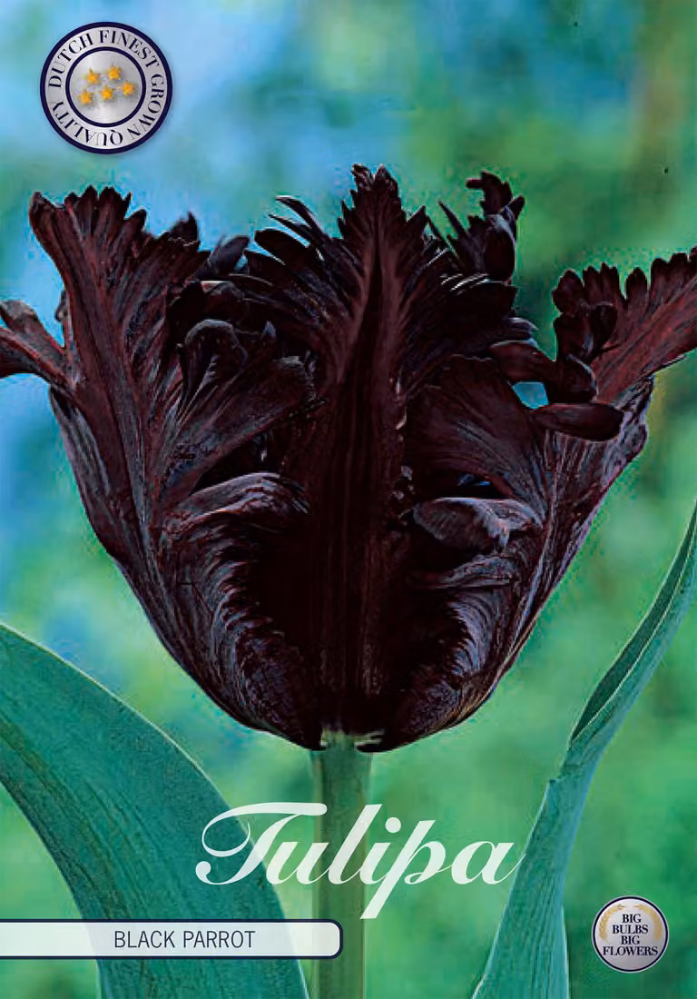 Tulipano Black Parrot (7 pezzi) | Bulbi di tulipano di Sam van Schooten