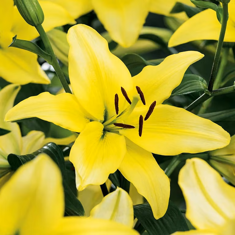 Gigli Bulbi Fiori Giglio asiatico Giallo Potenza 1 pz.