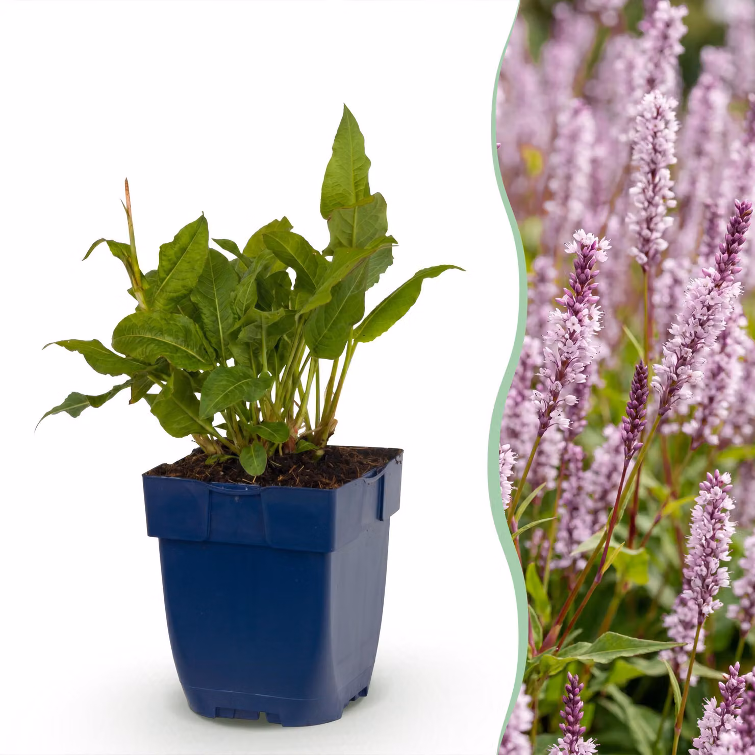 Persicaria ampl. Rosea - Poligono - Ombra - Rosa - 15-25cm - Ø11cm - Pianta da giardino