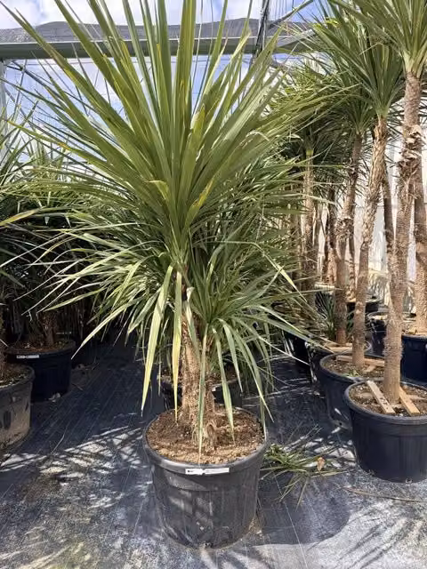 CORDYLINE AUSTRALIS MULTITRONCO 70 Lt.130