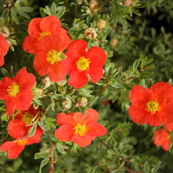 2 piante di Potentilla fruticosa "Marian Red Robin" (arbusto ornamentale), altezza 25-30 cm, in vaso