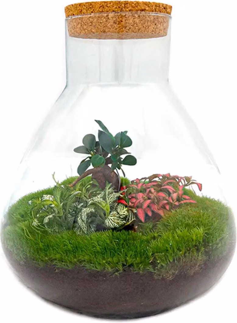 Terrario da giardino in bottiglia Sam XL Bonsai - Kit fai da te - 35cm di