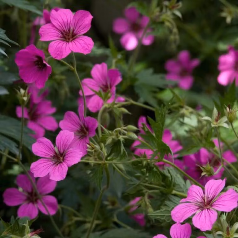 Geranium sanguineum Max Frei 6 piante Ø9cm, altezza 10-25cm, rosso carminio
