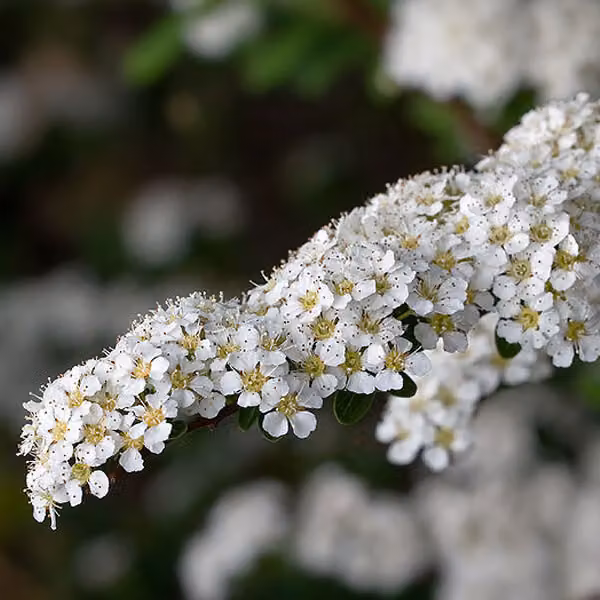 Spirea arguta (Spirea acuta) | Altezza: 60-80 cm, in vaso
