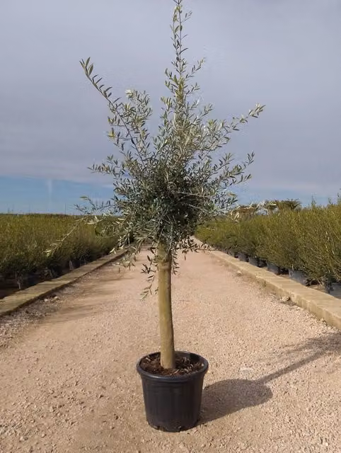 Albero da frutto Olea Europaea varietà Arbequina di Vivaio Garden Forest in fusto da 1/4 con vaso