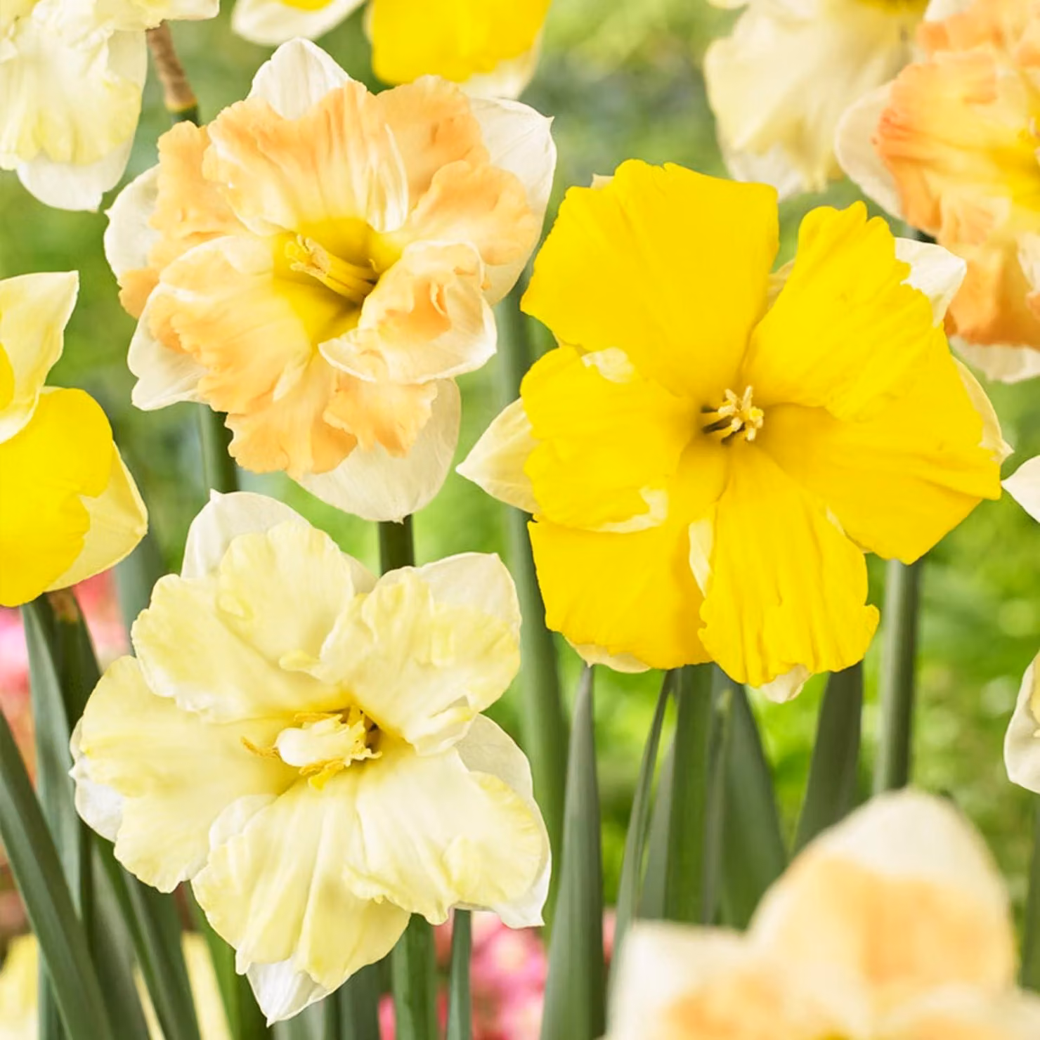 Bulbi di narciso resistenti al freddo, perenni - Collezione profumata con corolla divisa - 25 bulbi di fiori - Mix di 6-7 varietà - Piante provenienti dall'Olanda - Adatte per giardino e vaso (nessun seme, non prodotti artificialmente)