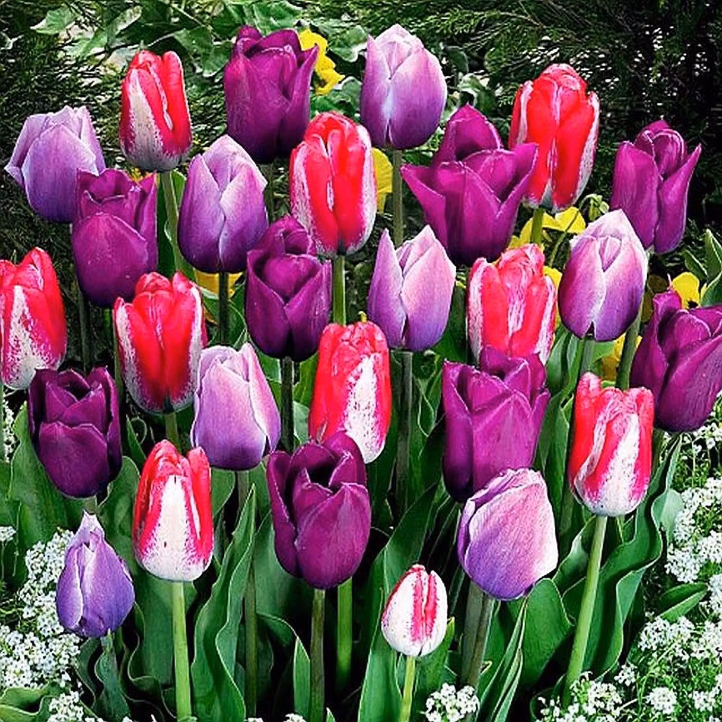 Tulipani Bulbi Fiori Mix di tulipani di colore viola 10 pz.