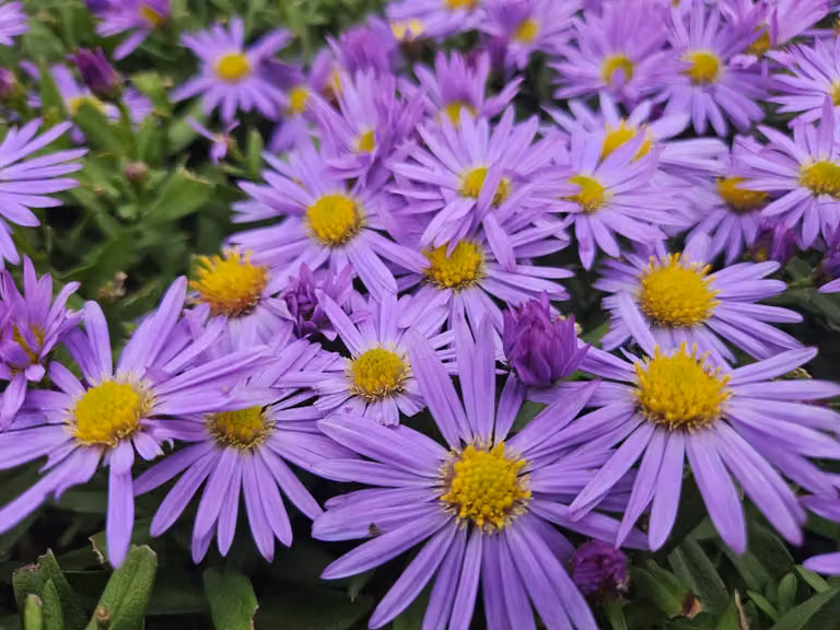 Cuscino - Aster (D) 'Prof. Anton Kippenberg' - Ø10-25cm - Ø9cm - 6 piante