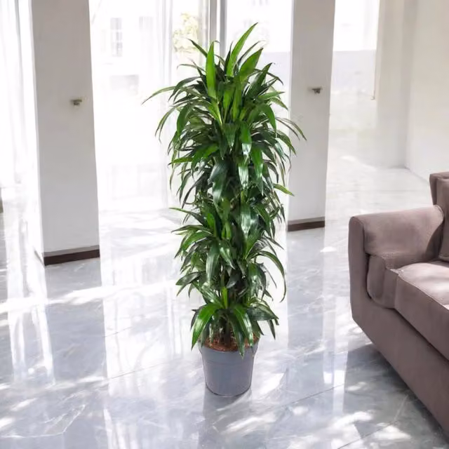 Gardenaria Dracaena fragrans 'Janet craig' - Pianta da interno ornamentale Altezza: 180/200 cm (vaso 33)
