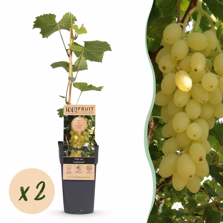 Vitis vinifera Lakemont - Pianta di vite - Difficile da coltivare - Uva gialla dorata - 2 Piante - 40-50cm - Ø15cm - Pianta da giardino