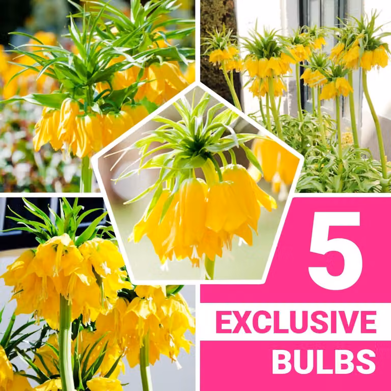 Bulbi di Kaiserkrone (Fritillaria Imperialis) gialla, pianta perenne - bulbi da fiore - 5 bulbi - piante provenienti dall'Olanda - adatte per giardino e vaso (bulbi di grandi dimensioni, senza semi e non trattati artificialmente)