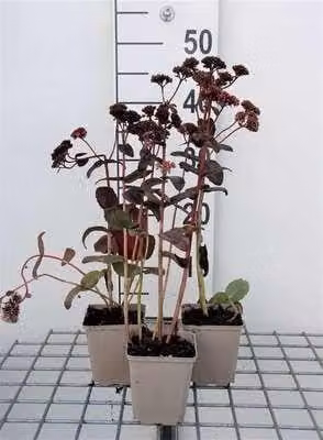 6 x Sedum hybr. 'Purple Emperor' - Foglia grassa - vaso 9 x 9 cm