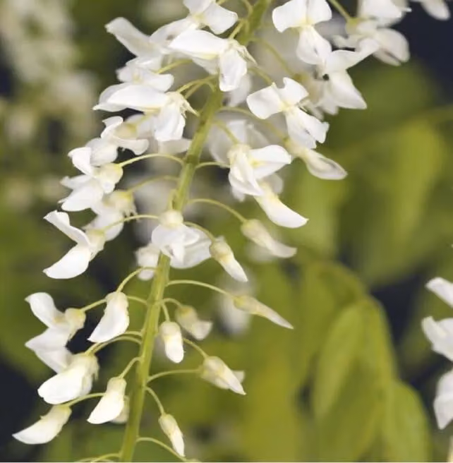 Wisteria floribunda Alba 70-80 cm - glicine giapponese bianco