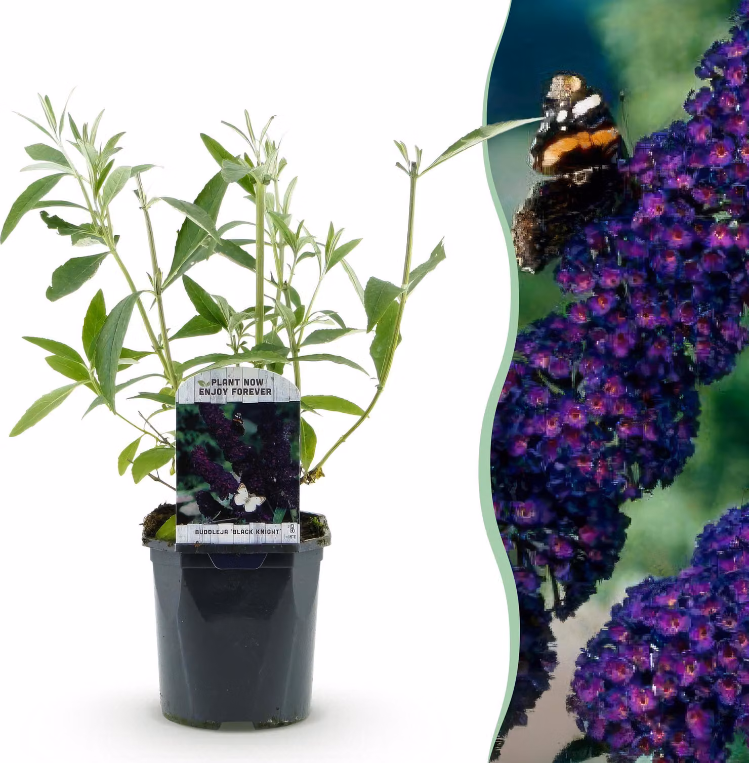 Cespuglio delle farfalle - Buddleja davidii Black Night - Fiore viola - 1 Pianta - Deciduo - Attira le farfalle - 25-40cm - Ø18cm - Pianta da giardino