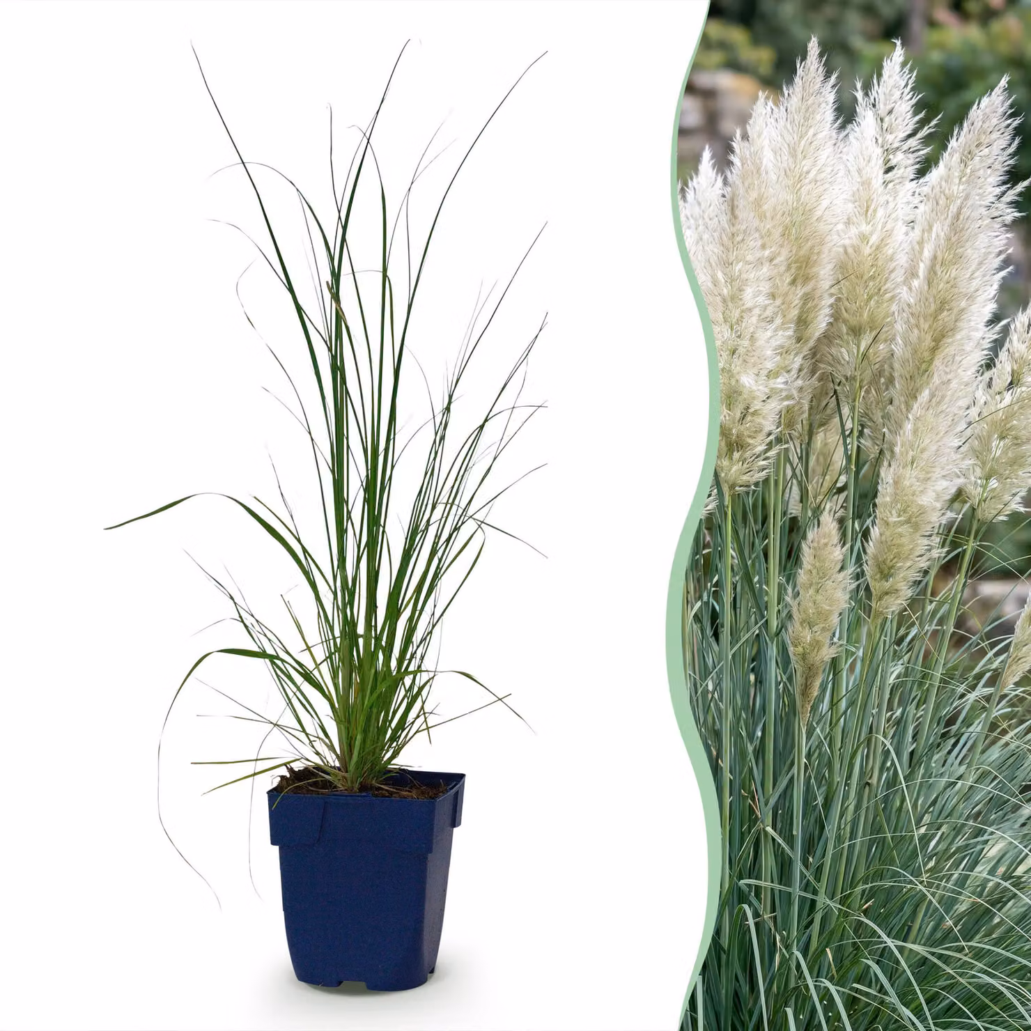 Cortaderia sell. Pumila - Erba della pampa nana - Con pannocchia - Grigia - 6 piante - 15-25cm - Ø11cm - Pianta da giardino