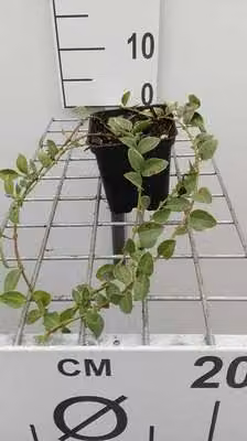 12 x Vinca minor 'Argenteovariegata' - Kleine Immergrüne Waldrebe 'Argenteovariegata - Topf 9 cm x 9 cm
