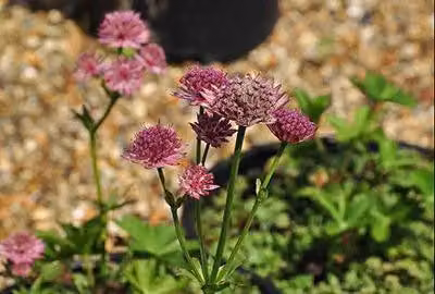 6 x Astrantia major 'Roma'® - Ombrello a stella - Vaso 9 x 9 cm
