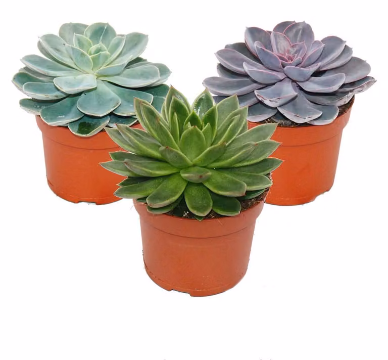 Set di 3 differenti echeveria in vaso da 12 cm