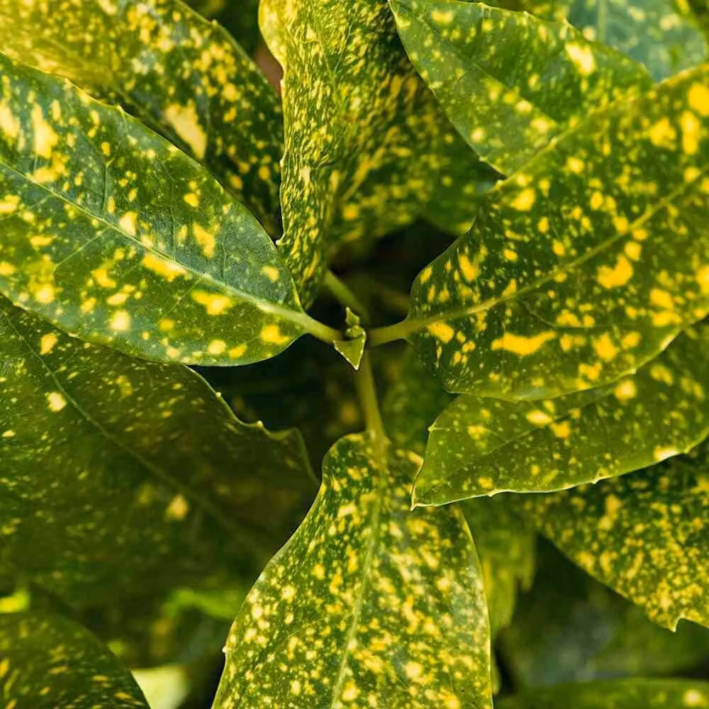 2 piante di Aucuba giapponese - *Aucuba japonica* 'Crotonifolia' | Altezza: 30-40 cm, in vaso