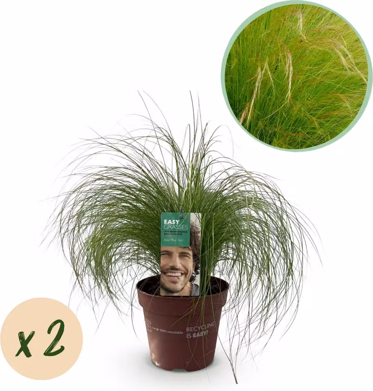 Delicata erba piumata Stipa tenuifolia "Pony Tails" - 2 piante - Ø17cm