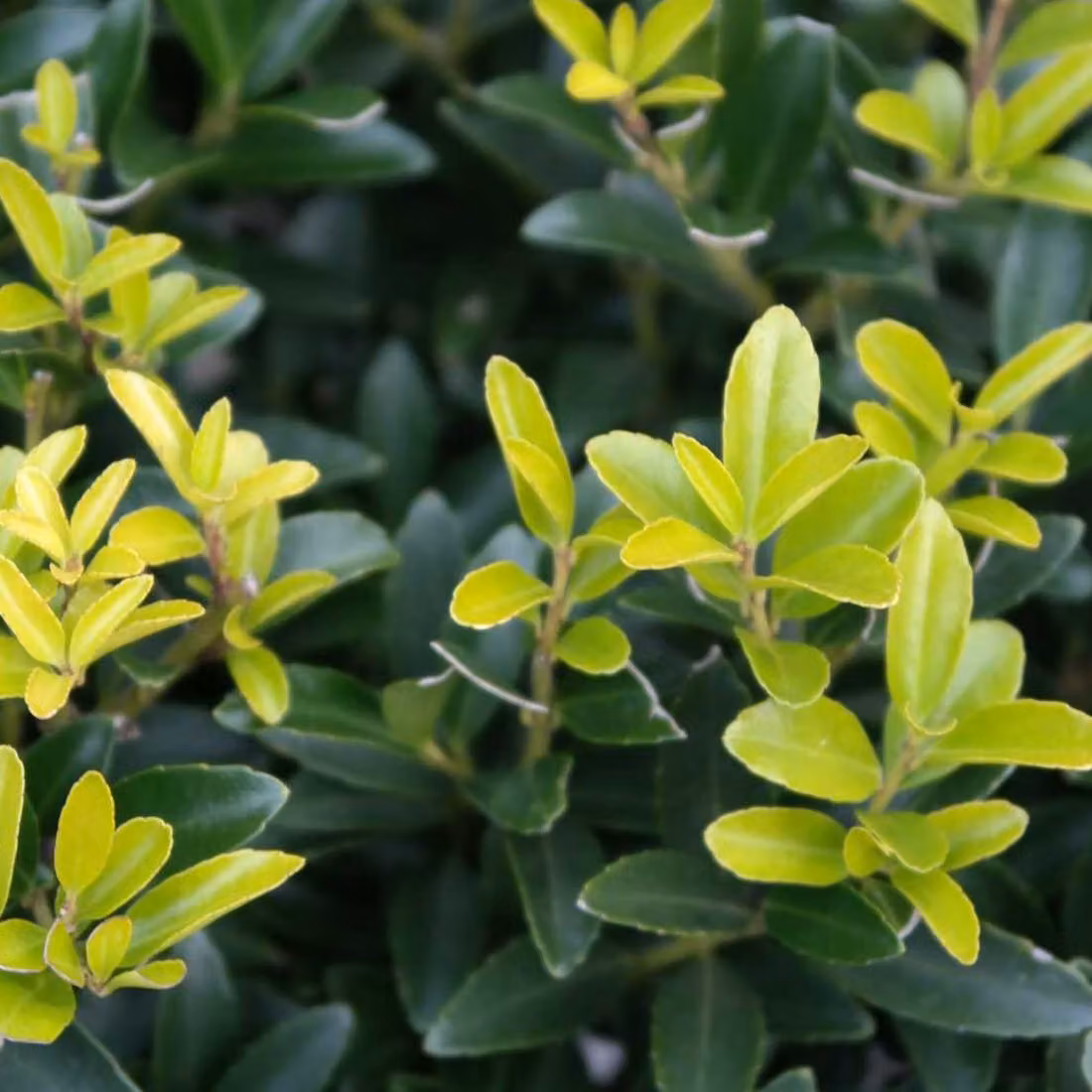 2 piante di *Ilex crenata* 'Caroline Upright' (altrimenti noto come "Löffel-ilex"), alte 40-60 cm, in vaso