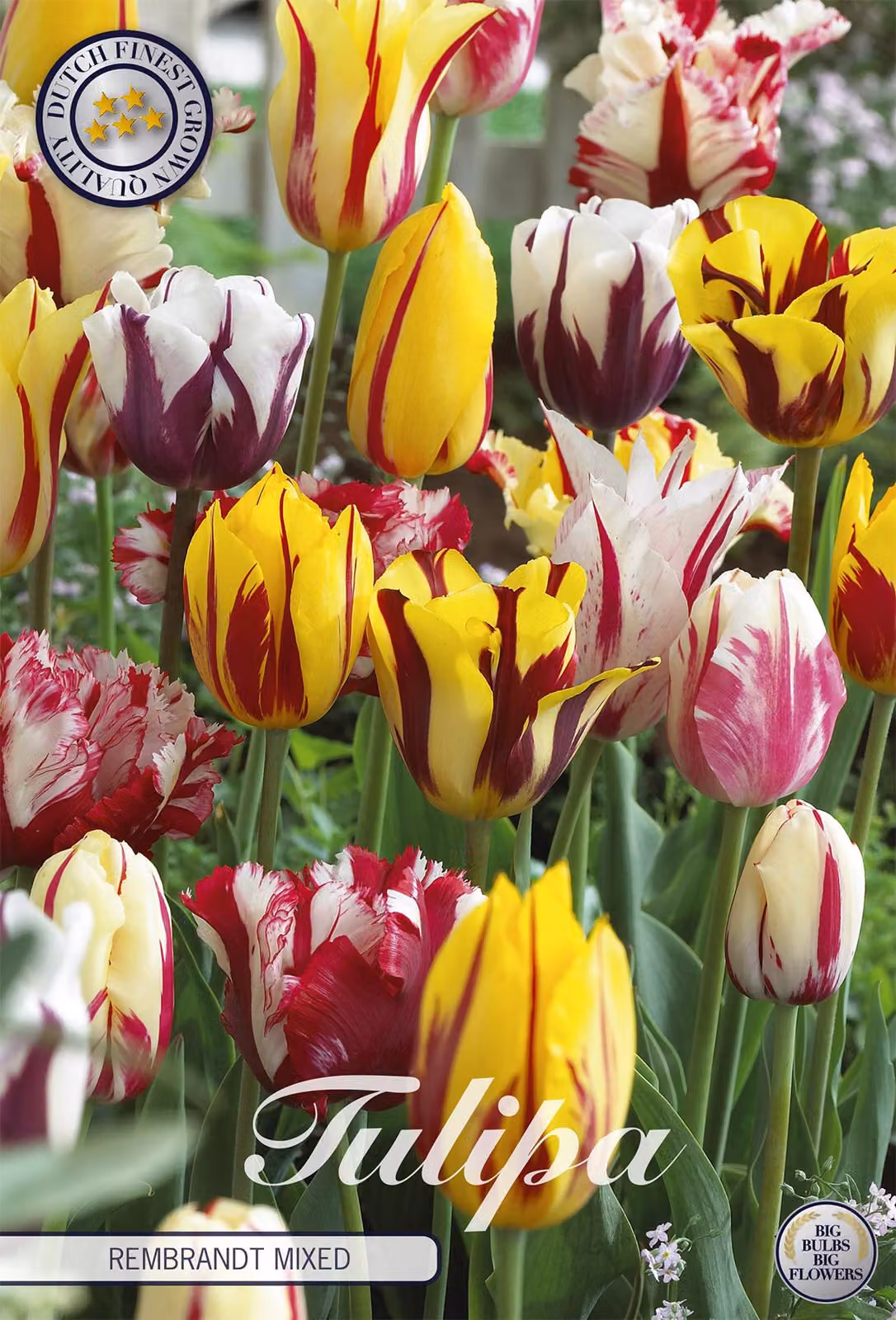 Tulipani Rembrandt Mix (20 pezzi) | Bulbi di tulipano di Sam van Schooten