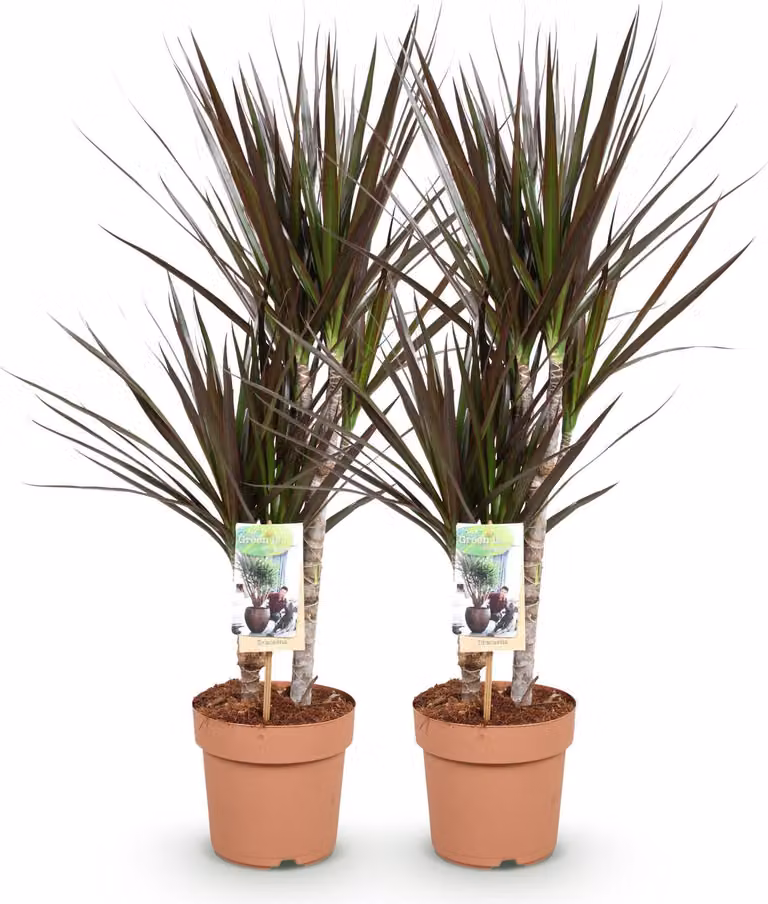 Dracaena Magenta 2 - Dracaena di facile manutenzione - Altezza 17cm, 70-80cm