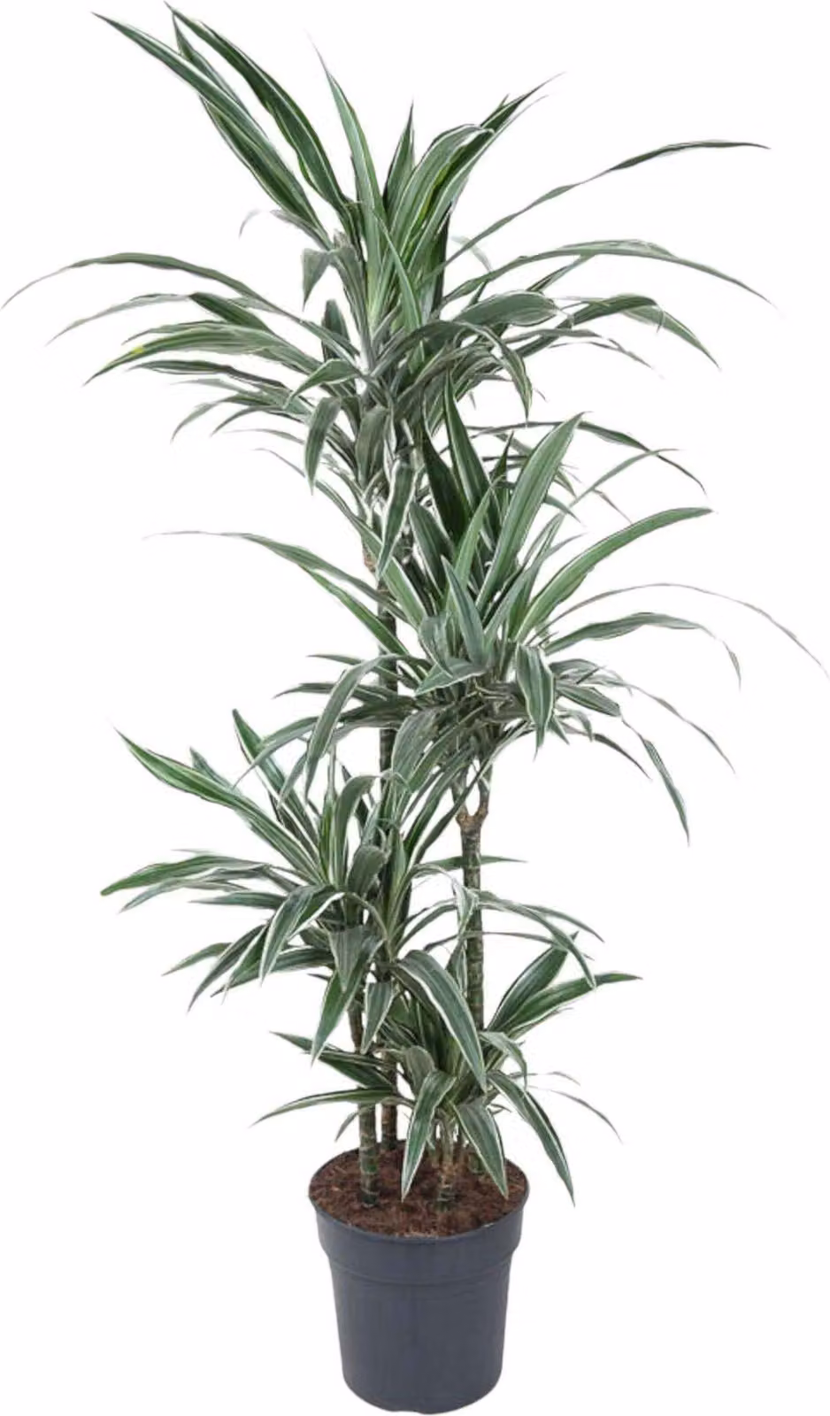 Dracaena Warneckei - 150 cm - Ø24