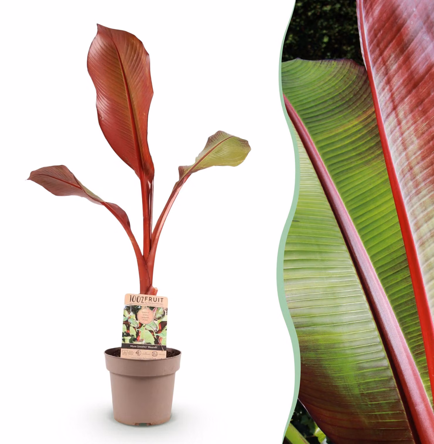 Musa ensete Maurelli - Albero del banano - Resistente - Rosso-verde - 80-90cm - Ø21cm - Pianta da giardino