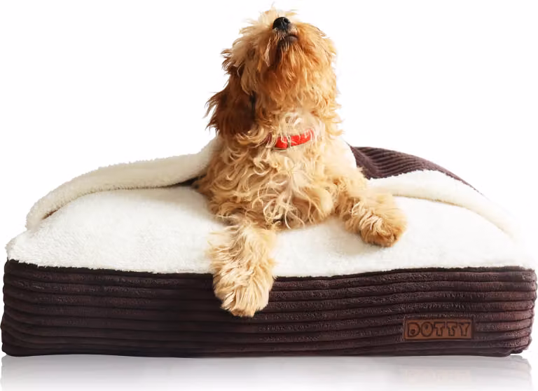 DOTTY Cuddly dog cave Cuddly dog bed Nido per cani Grotta per gatti Sacco a pelo per cani - Tessuto di velluto a coste marrone con pelliccia color crema - Taglia XS (55 x 40 cm)