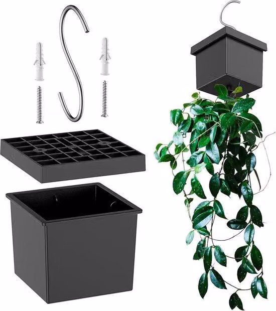 Pianta rampicante da appendere per interni ed esterni - Decorazione per balconi e giardini