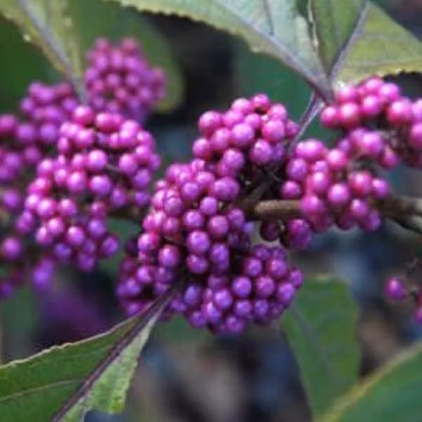 2 piante di Schönfrucht (Callicarpa bodinieri 'Profusion') | altezza 40-60 cm, in vaso