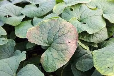 6 x Brunnera sibirica - Nontiscordardime del Caucaso - vaso 9 x 9 cm