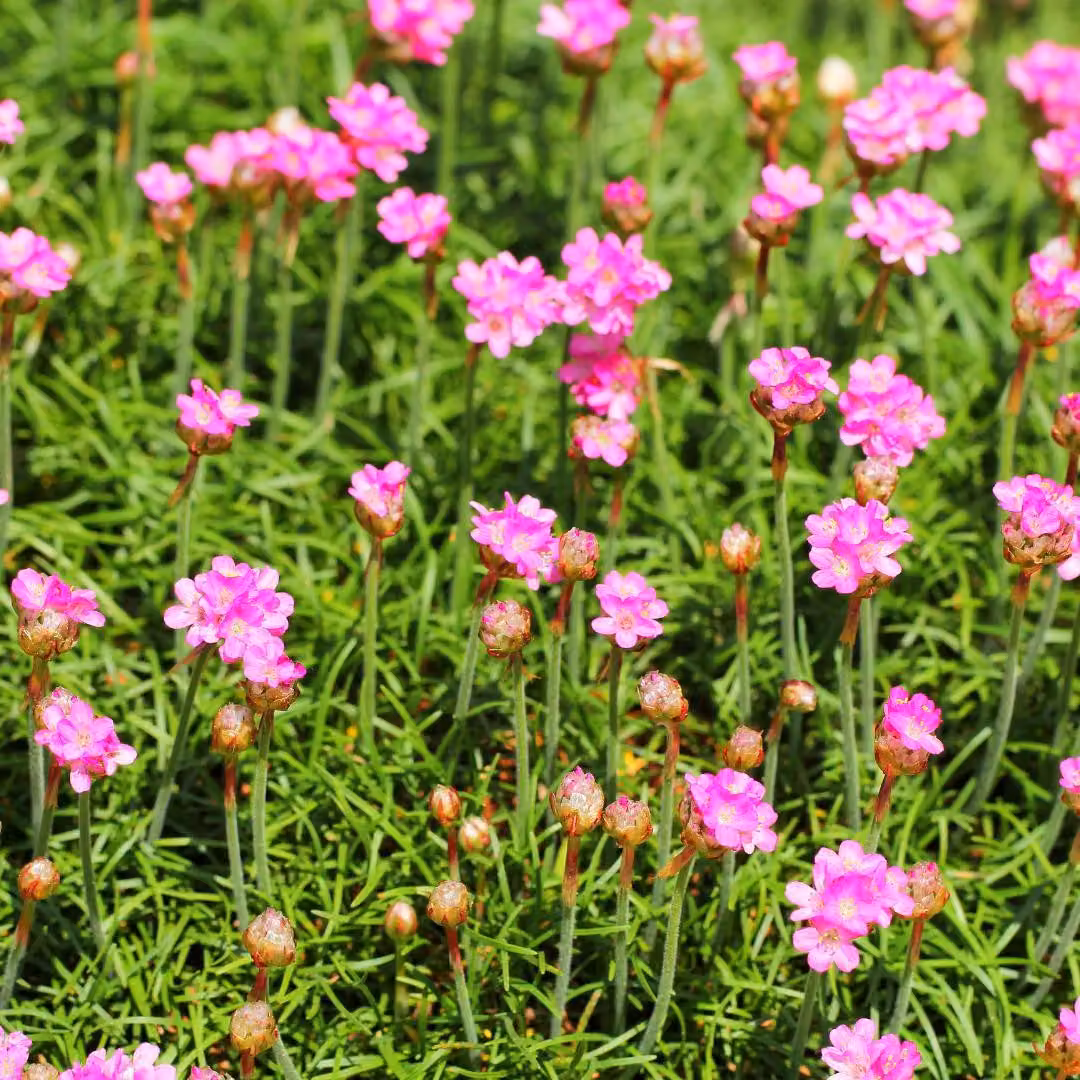 Armeria maritima ‘Splendens’ 6 piante 10-25cm Ø9cm Decorazione resistente al