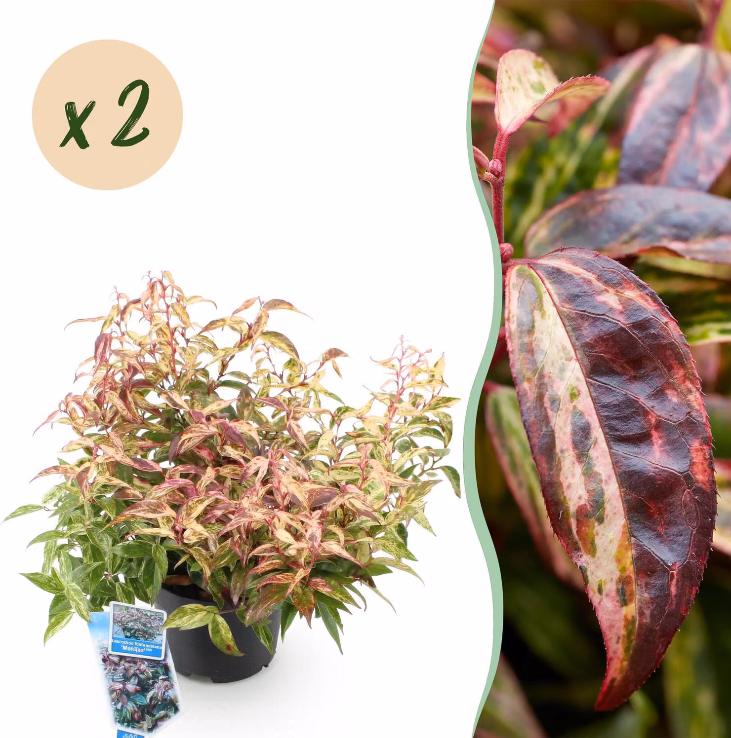 Leucothoe Makijaz - Marrone - 2 piante - Sempreverde - Bassa manutenzione - 35-45cm - Ø17cm - Pianta da giardino