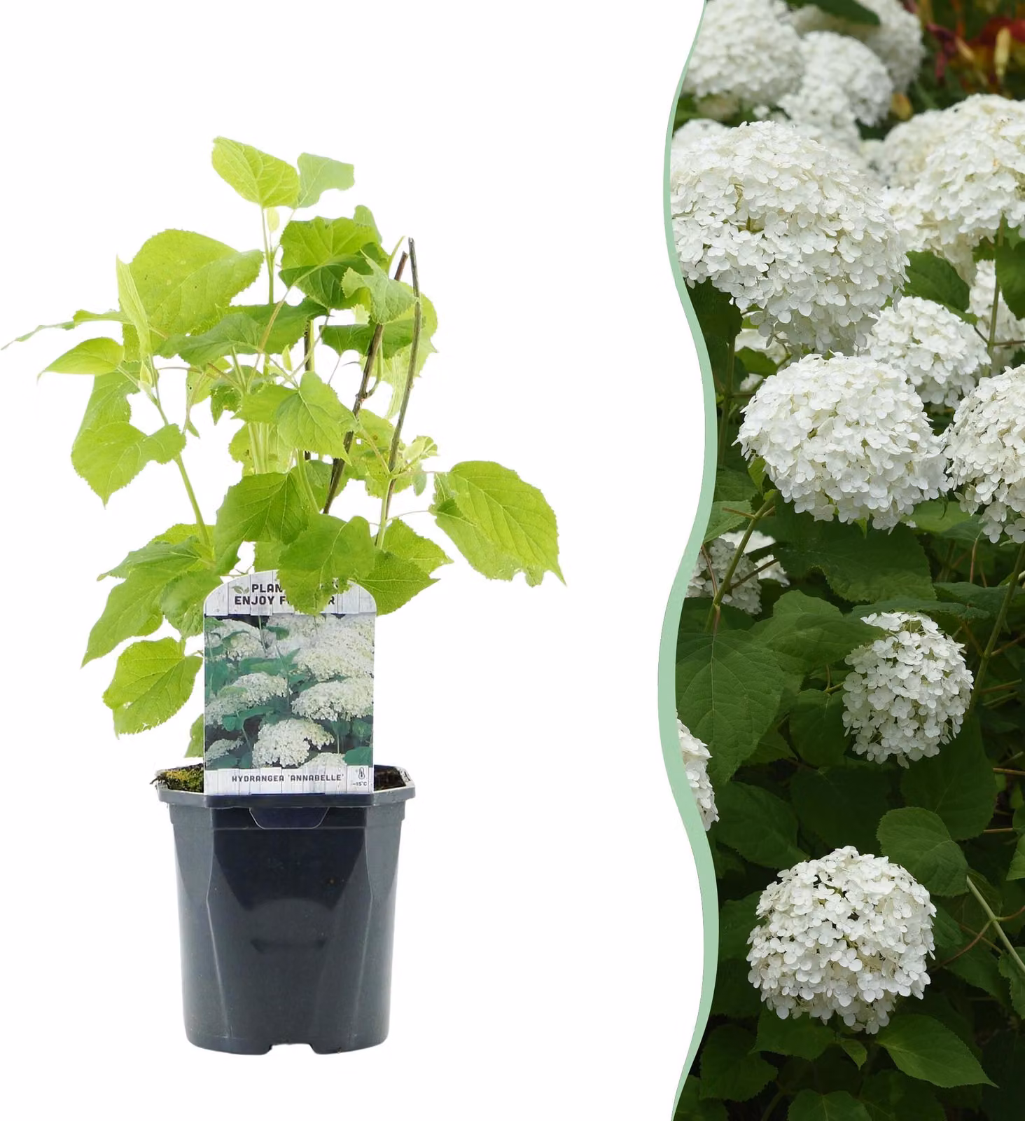 Ortensia a pennacchio - Hydrangea arborescens Annabelle - Fiore bianco - 1 pianta - Deciduo - Fiori grandi - 40-50cm - Ø18cm - Pianta da giardino