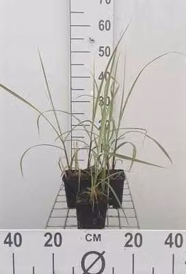 6 x Miscanthus sin. 'Malepartus' - Chinaschilf - Topf 9 x 9 cm