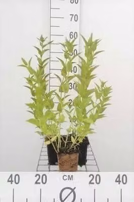 6 x Nepeta sibirica - Erba gatta - Vaso 9 x 9 cm